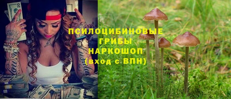 сколько стоит  Гусев  Галлюциногенные грибы Magic Shrooms 